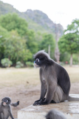 cute  action of dusky langur