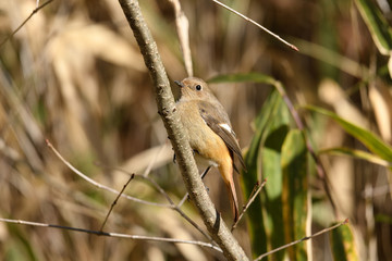 ジョウビタキ　メス