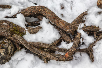 roots of a tree in the snow
