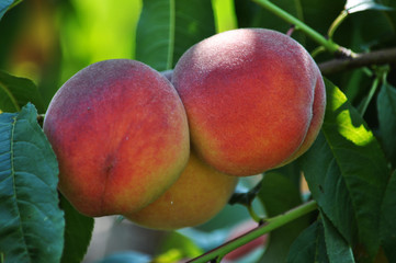 ripe peach fruit with leaves on a tree branch