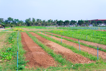 Preparation of vegetable plantation