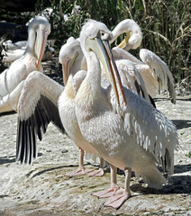 White pelican. Latin name - Pelicanus onocrotalus