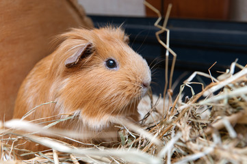Portrait of cute red guinea pig