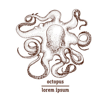 Hand drawn octopus illustration.
