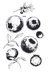 Obraz premium Vector image of bilberry. Set of isolated blueberries. Isolated on white background berries. Graphic illustration drawn in ink.