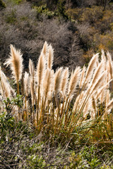 Weedy pampas grass  at the Big Sur coast, Los Padres National Fo