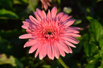 Beautiful gerbera flower in garden