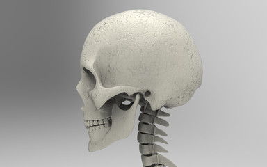 3D Illustration Of A Human Skull