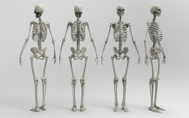 3D Illustration Of A Human Skeleton