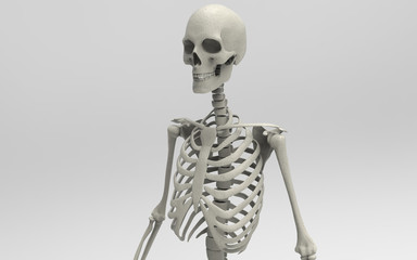 3D Illustration Of A Human Skeleton