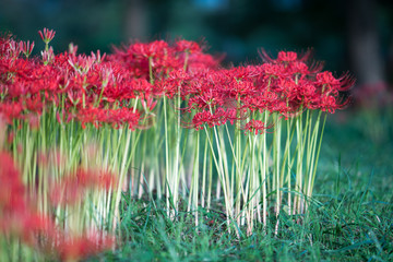 cluster amaryllis at Biwa-lake,Katsurahamaenchi,Shiga,Japan