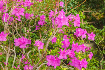 Fototapeta na wymiar Pink azalea bush in the greenhouse