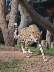 Gepard