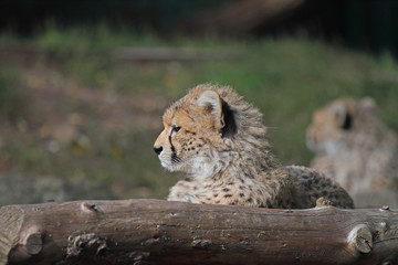 Gepard