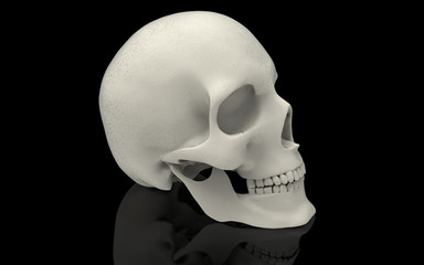 3D Illustration of A Human Skull