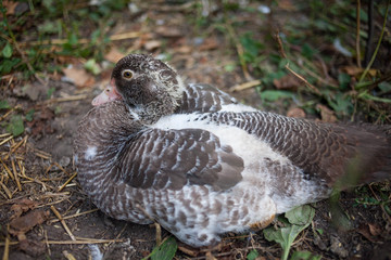 duck resting