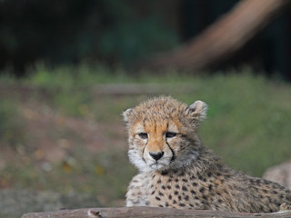 Gepard