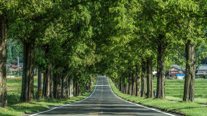 Metasequoia Tree-lined street,Makino-cho,Shiga,japan