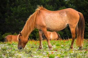 Wild Mare