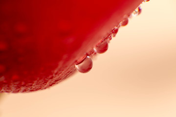 symbol of love and romantic feelings, red rose petals macro picture with water drops useful for background