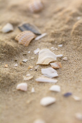 Fragmente von Muscheln im Sand 