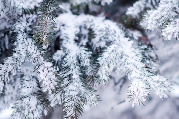 Fir tree branches covered with snow. Christmas and new year background
