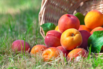 ripe apricots in garden