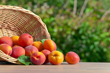 basket with ripe apricots on  table in garden