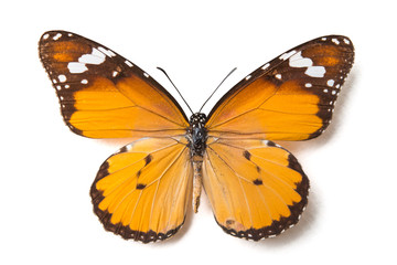 butterfly isolated on white