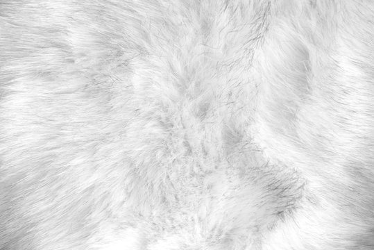Fur Texture Light Natural White Fabric Background Flawlessly Clean