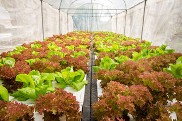 Hydroponics vegetable in farm