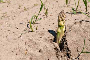 Spargelfeld mit Spargel (Asparagus officinalis) zur Ernte mit Fo