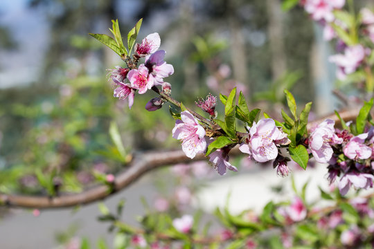 Floraci&oacute;n de las nectarinas