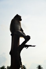 monkey of island Koh Chang