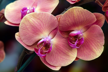 Flowering branch of Orchid falenopsis on dark colorful background