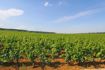 Fototapeta na wymiar Vineyard in Loire valley, France