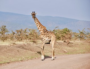 Giraffa