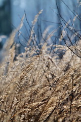 Fototapeta premium grad,natur,wald,feld,landschaft