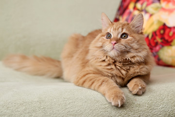 Рыжий красивый пушистый кот лежит на диване
