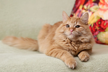 Fototapeta na wymiar Рыжий красивый пушистый кот лежит на диване 