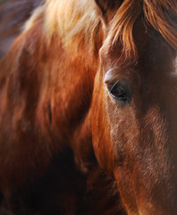 Red horse closeup. The eyes of the horse.