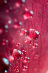 symbol of love and romantic feelings, red rose petals macro picture with water drops useful for background