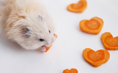 Hamster eats vegetables.