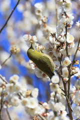Plums and Japanese White-Eye in Tokyo - Japanese early spring -