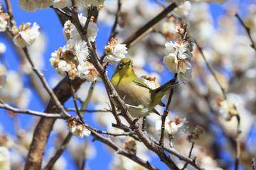 Plums and Japanese White-Eye in Tokyo - Japanese early spring -