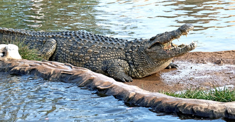 Nile crocodile. Latin name - Crocodylus niloticus