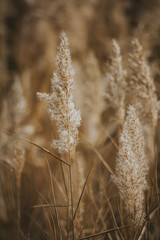 Fototapeta premium Espigas