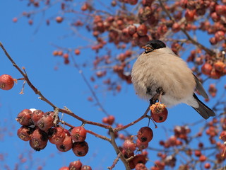 Снегирь на дереве