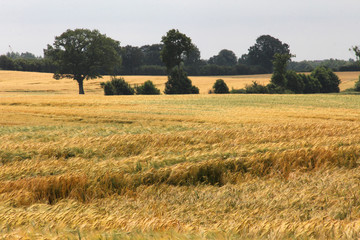 Large field of fresh wheat in countryside
