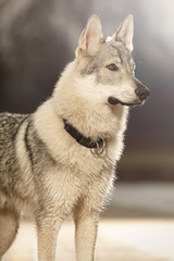 Eight months young wofdog male portrait on pier in winter park